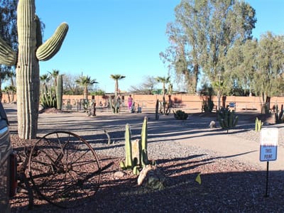Outdoor space with cacti and residents walking