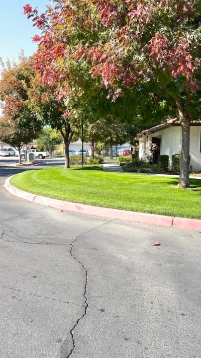 Serene pathway lined with trees and grass