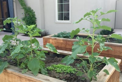 Raised garden beds in an outdoor space