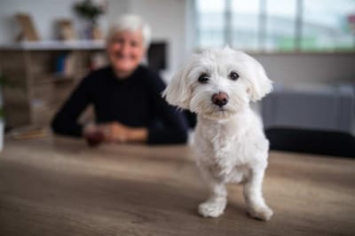 An older woman and a small white dog in a cozy room