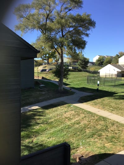 A view of an outdoor space with a tree and pathway