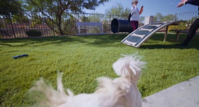 A resident engaging with a dog in a grassy outdoor space