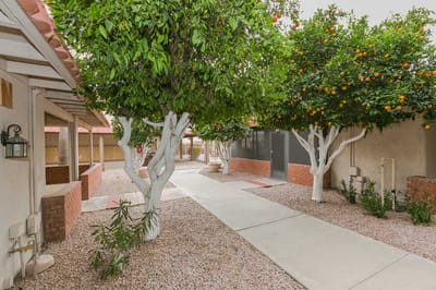 Pathway through a garden with citrus trees