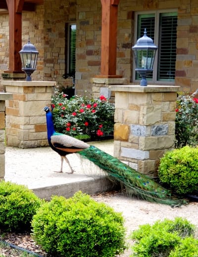 A peacock walking in a landscaped garden area