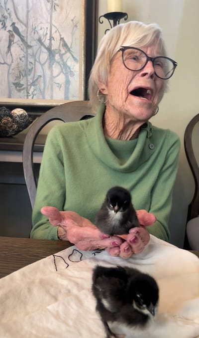 Elderly woman holding chicks with joy