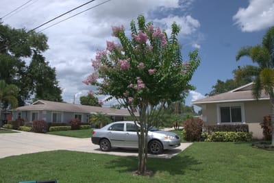 Outdoor view of the facility with a flowering tree and parked car