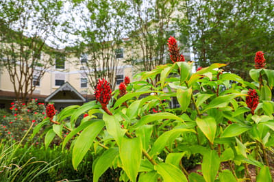 Vibrant flowers in the garden of St. Francis Villa