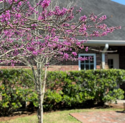 Blooming tree in a landscaped area near the facility