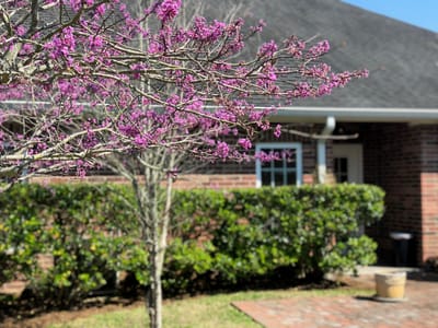 Blooming tree in front of a nursing home building