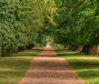 Tree-lined path in an outdoor space