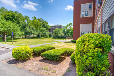 Green outdoor space with trees and shrubs