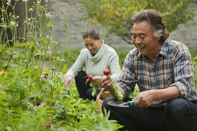 Residents tending to a garden in an outdoor space
