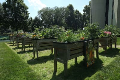 Raised garden beds filled with flowers and vegetables