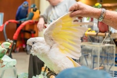 A person interacting with a parrot indoors.