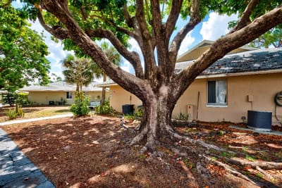 Large tree in courtyard with building in background.