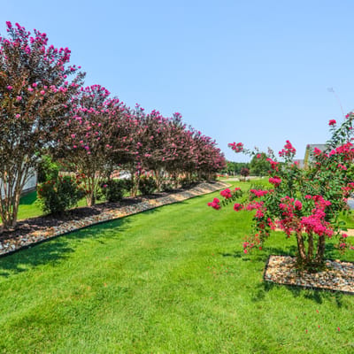 Vibrant garden path with flowering trees