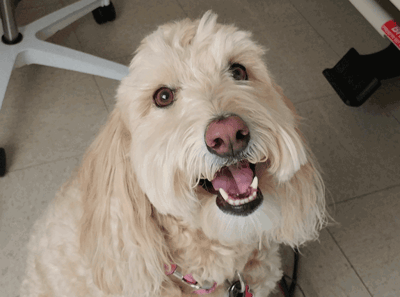 A smiling dog looking at the camera