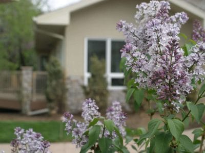 Lilac flowers in front of a senior living facility