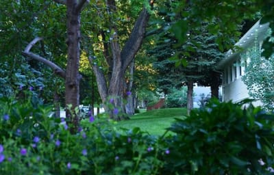 Lush outdoor space with trees and greenery