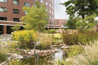 Serene outdoor garden with pond and greenery