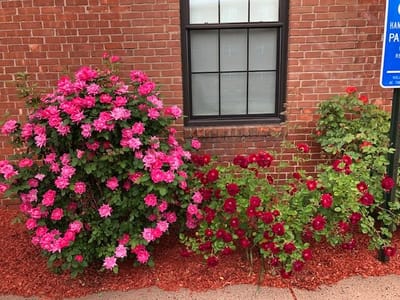 Colorful flowers blooming near a brick wall