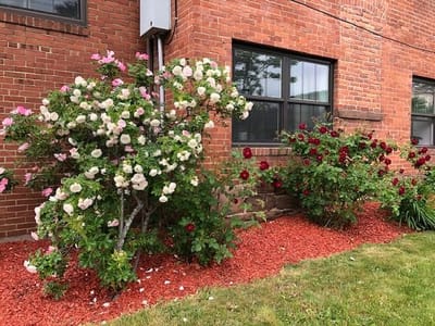Flowering bushes near a brick building