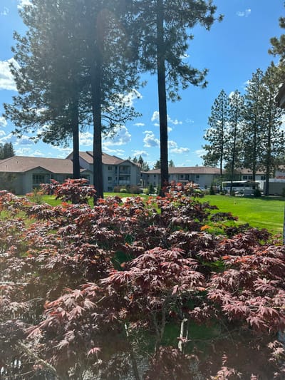 A view of the garden with surrounding buildings