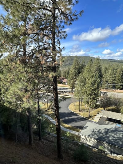 View of the outdoor space with trees and road