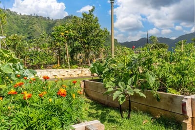 Lush community garden with vibrant flowers and mountains in background