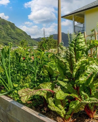 Vegetable garden with lush greens in an outdoor space