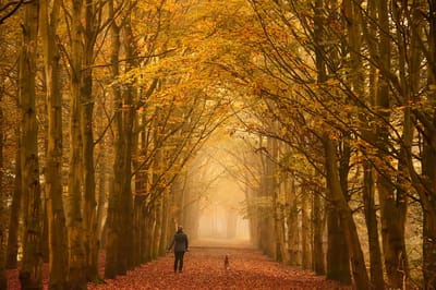 Person walking through a misty autumn forest