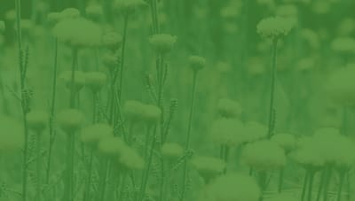 Close-up of flowers in a green field