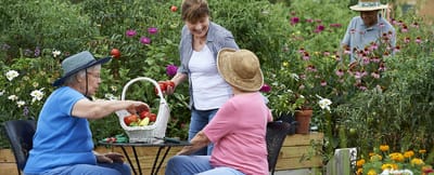 Lakeview Village, Nursing Home in Lenexa, KS — Gardeners harvesting vegetables in a vibrant community garden