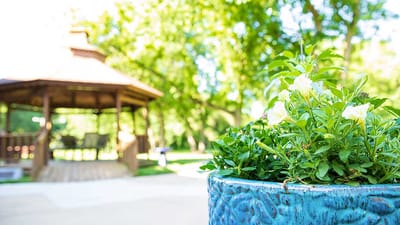 Blooming flowers in a garden near a gazebo