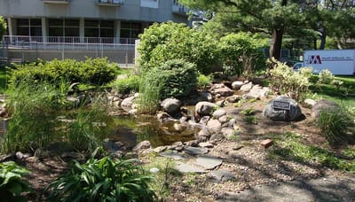 A serene outdoor garden with a pond and rocks