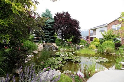 Lush garden with a water feature and flowering plants
