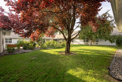 A serene outdoor space with a tree and landscaping.