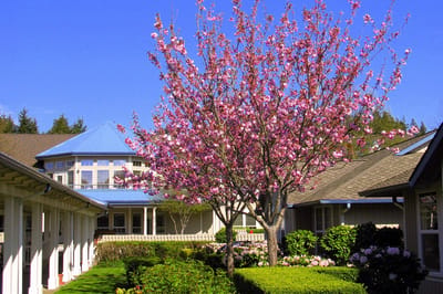 Outdoors view with flowering tree and building
