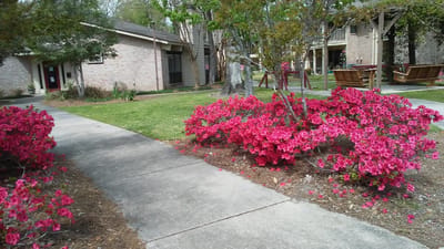 A garden area with blooming pink flowers and pathways