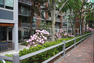 Outdoor space with blooming flowers and pathways