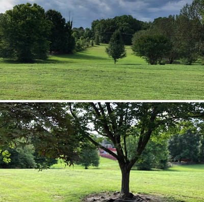 Open lawn area with trees under cloudy skies