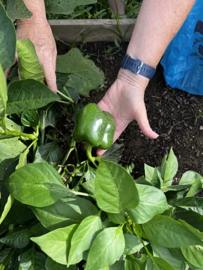 A person holding a green bell pepper in a garden