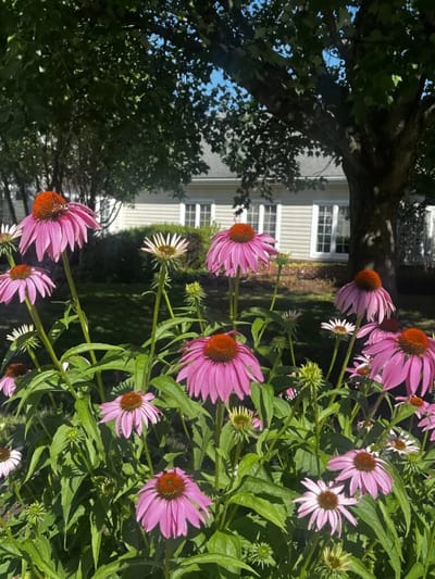 Beautiful flowers in the foreground with building in the background