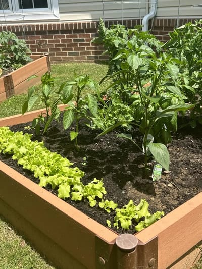 Raised garden beds with vegetables and lettuce