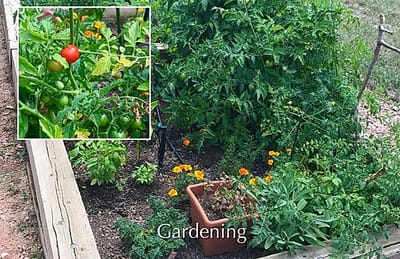 A garden area with vegetables and flowers