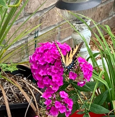 Butterfly on pink flowers in a garden