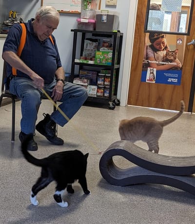Senior resident playing with cats in common area