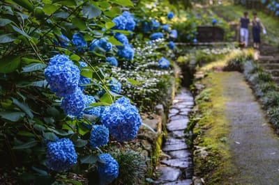 Pathway with blue flowers and people in the background.