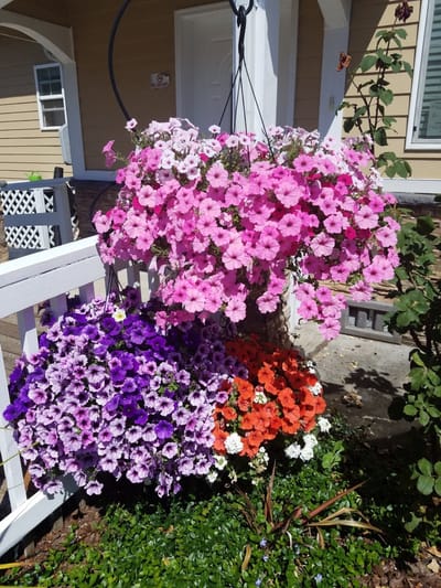 Blooming flowers in a garden setting