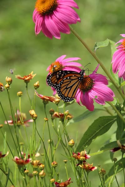 Butterfly on pink flowers in a garden